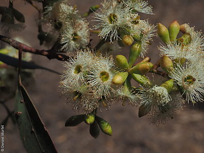Eucalyptus microcarpa f Denzel Murfet Wirrabara